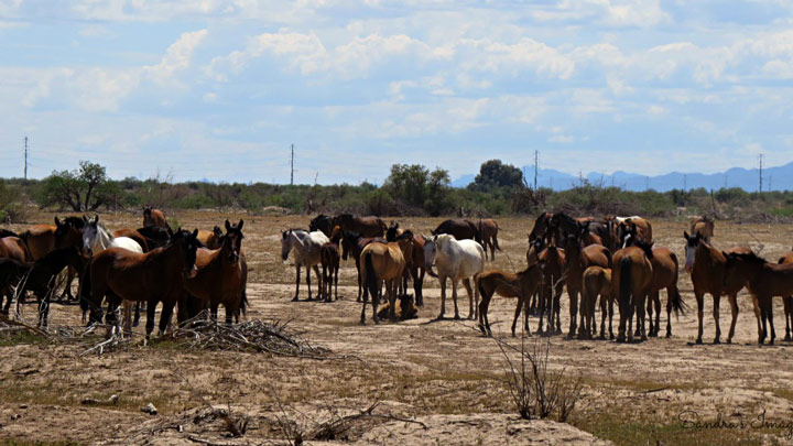 wild horses of maricopa